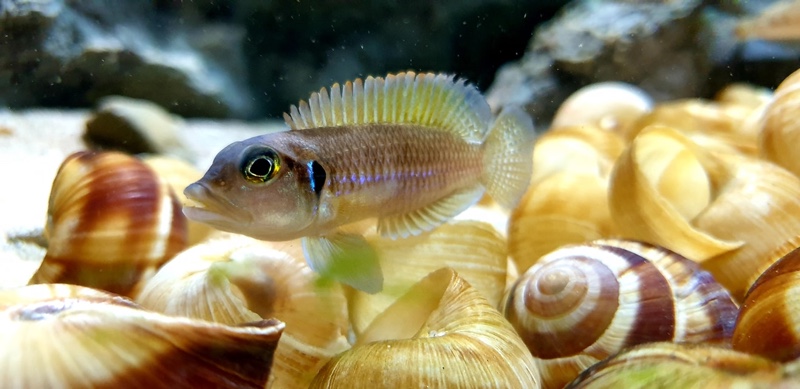 Lamprologus ocellatus 'Isanga Bay'
